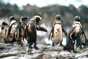 penguins_1