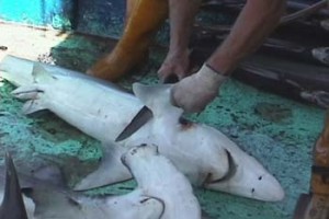 finning-a-shark-photo-credit-roberto-vargas-of-sea-turtle-restoration-project
