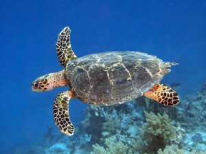 Hawsbill-Turtle